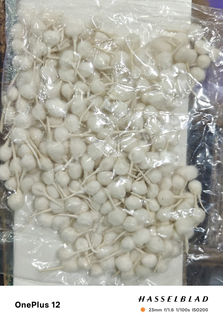 cotton round wicks (gubba vattulu)