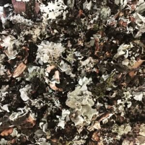 Stone Flower (Raatipuvvu)