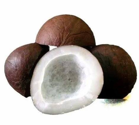 Black kobra (Nalla kobbari)