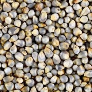 Bajra Pearl millet (Sajjalu)