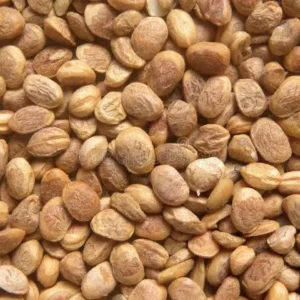 Chironji (Sarapappu)