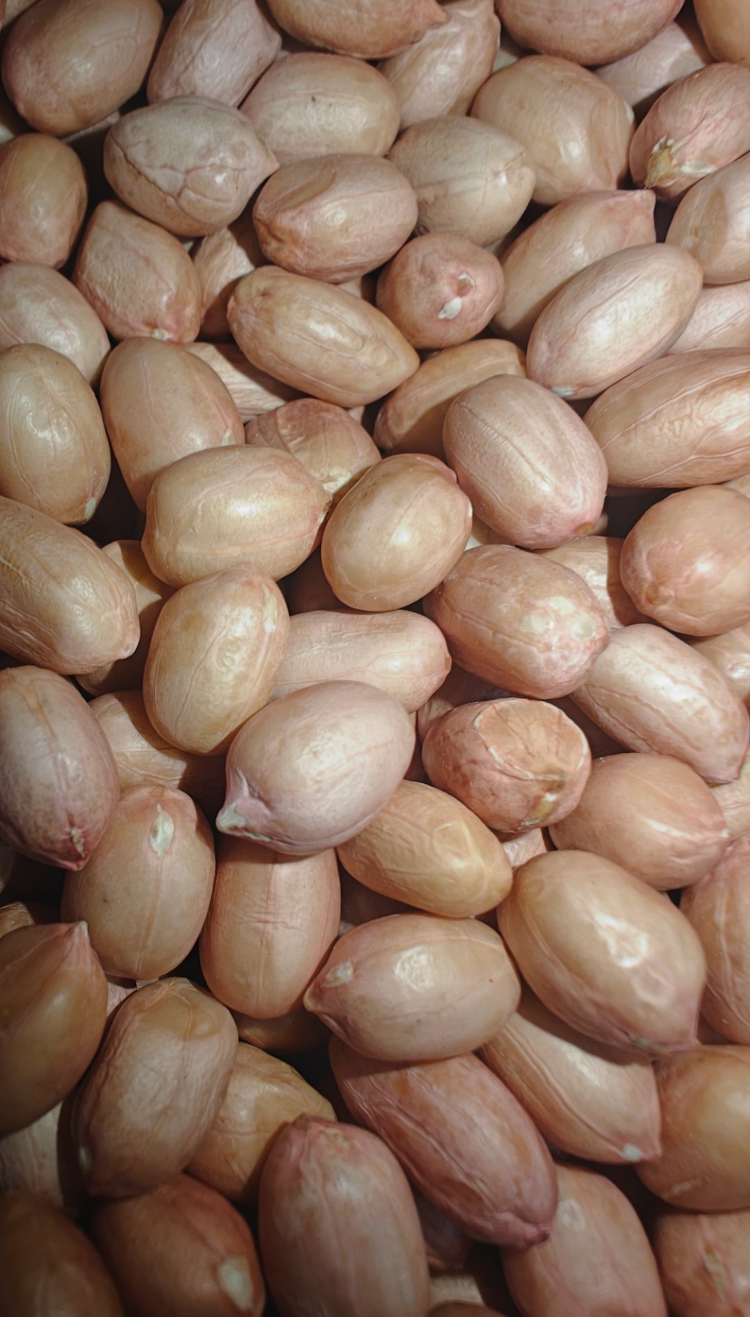 Peanuts ( verusenagullu)